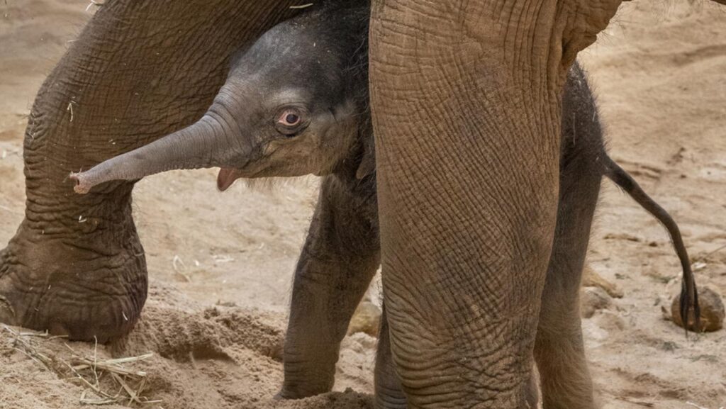 Three new baby elephants are on the way at Werribee Zoo