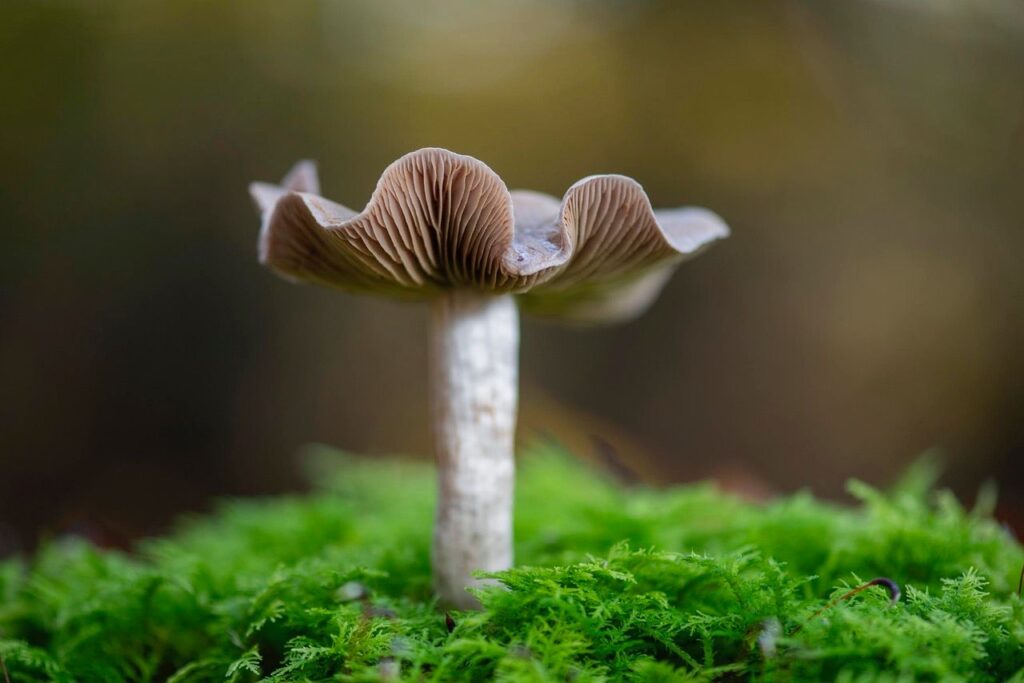 Entanglements with Fungi exhibition opens in the Grampians this March